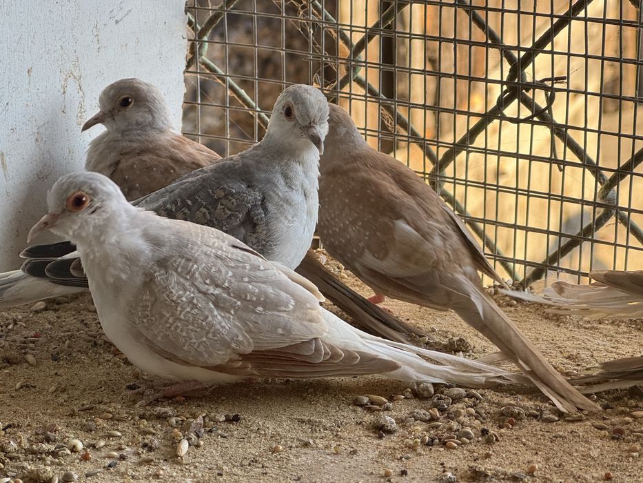 Gołąbki diamentowe