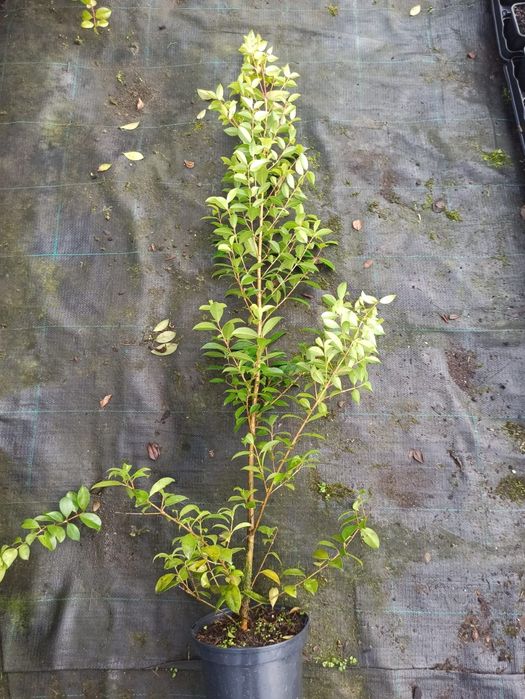 eugenia myrtifolia newport e Melaleuca para sebe para sebe