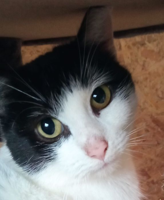 Ofka - delikatna kotka do adopcji
