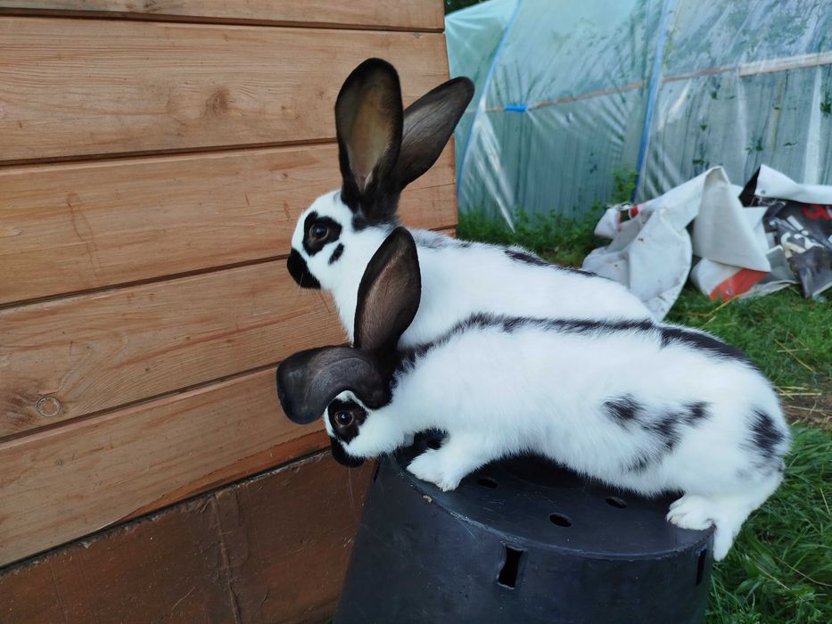 Srokacz niemiecki samce