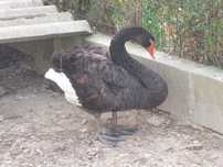 Vendo  cisne  com 2 anos