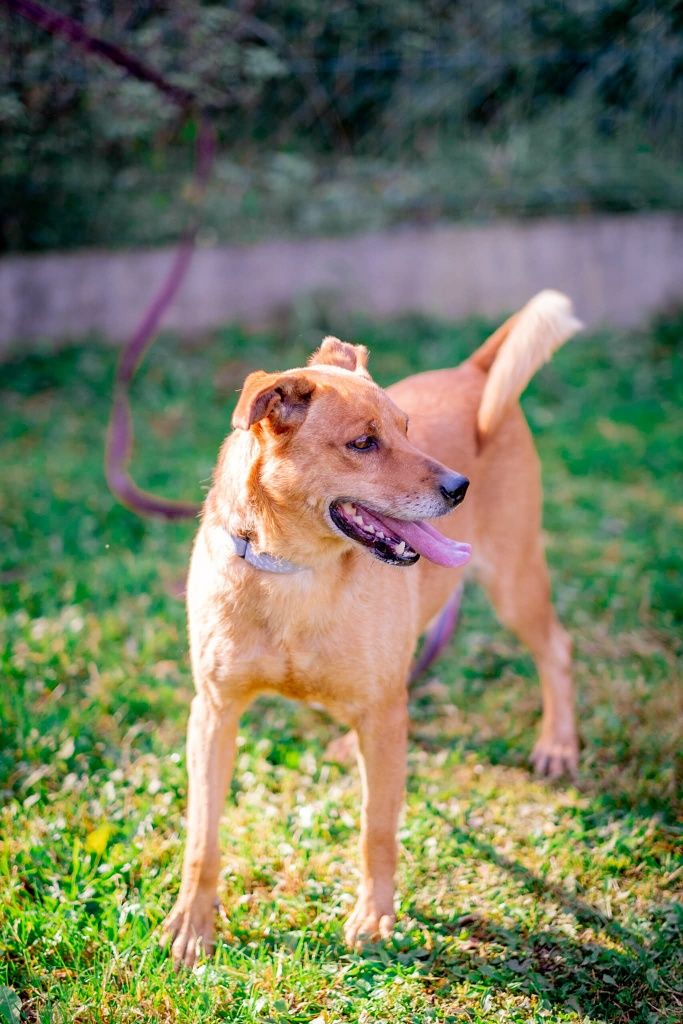 Toffik do adopcji