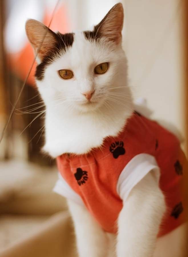 Sosenka szuka domu czarno-biała kotka do adopcji adoptuj kot