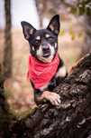 Czarny, mały kundelek szuka domi. Mini Shiba Inu w schronisku. Adopcja