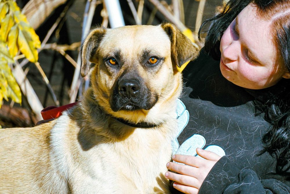 Frodo - piękny, duży pies