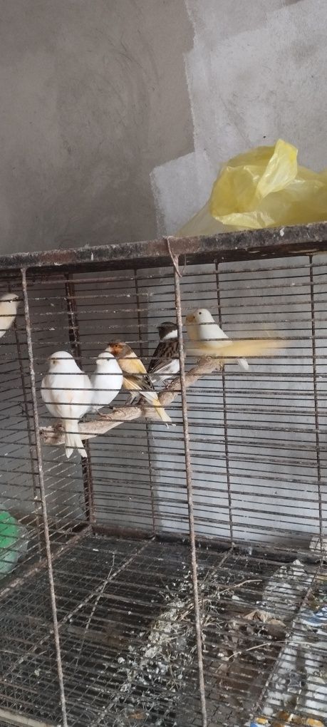 Kanarki samce samice