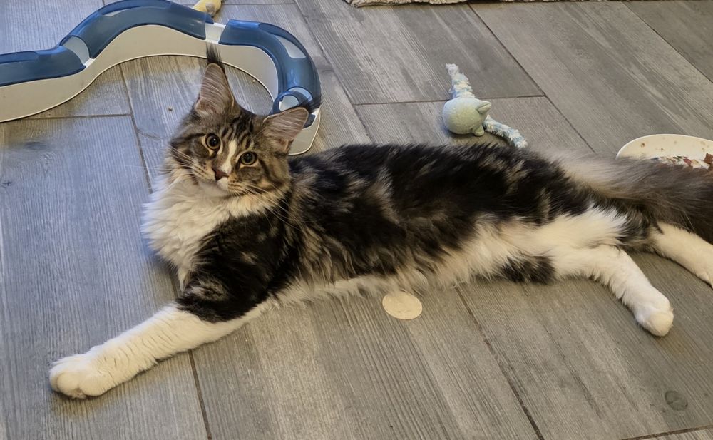 Piękna kotka Maine Coon