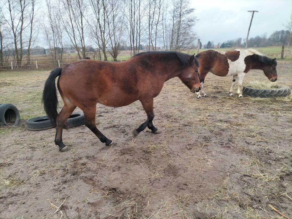 likwidacja stada- konie