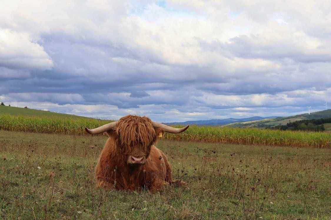 Byk Highland Cattle byczkii piękne zadbane