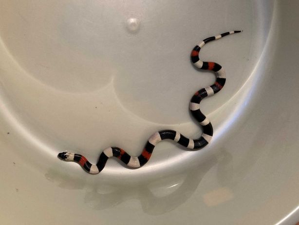 Piękny Lancetogłów wąż mleczny