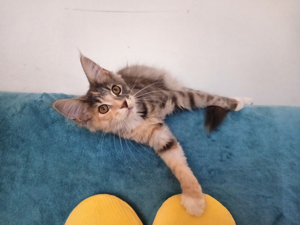 Maine coon prześliczna niebieska szylkretka z rodowodem FPL