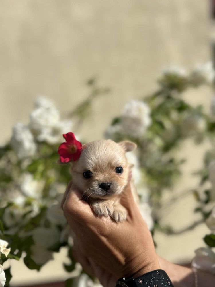 Piesek chihuahua dlugowlosy