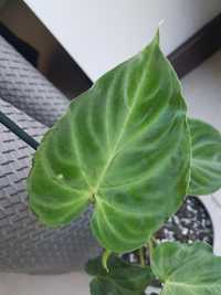 Philodendron verrucosum 2 rośliny w doniczce