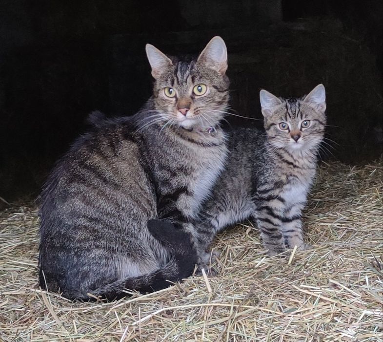 Oddam kocurka w dobre ręce