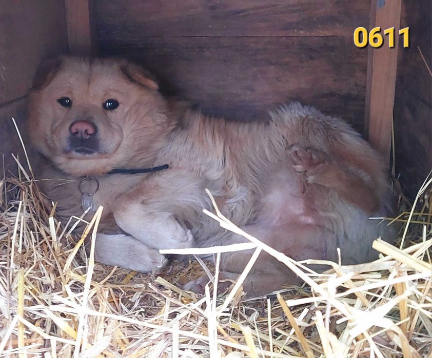 Domy tymczasowe na już! Zamarzną w schronisku! Psy i suczki, malutkie