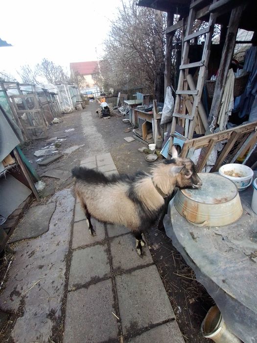 Продам козлика 9місяців