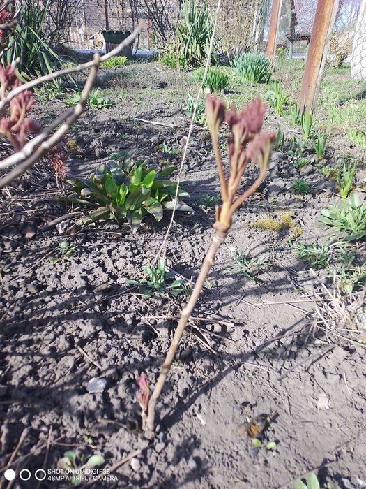 Пропродам дерево видний піон від 50 грн