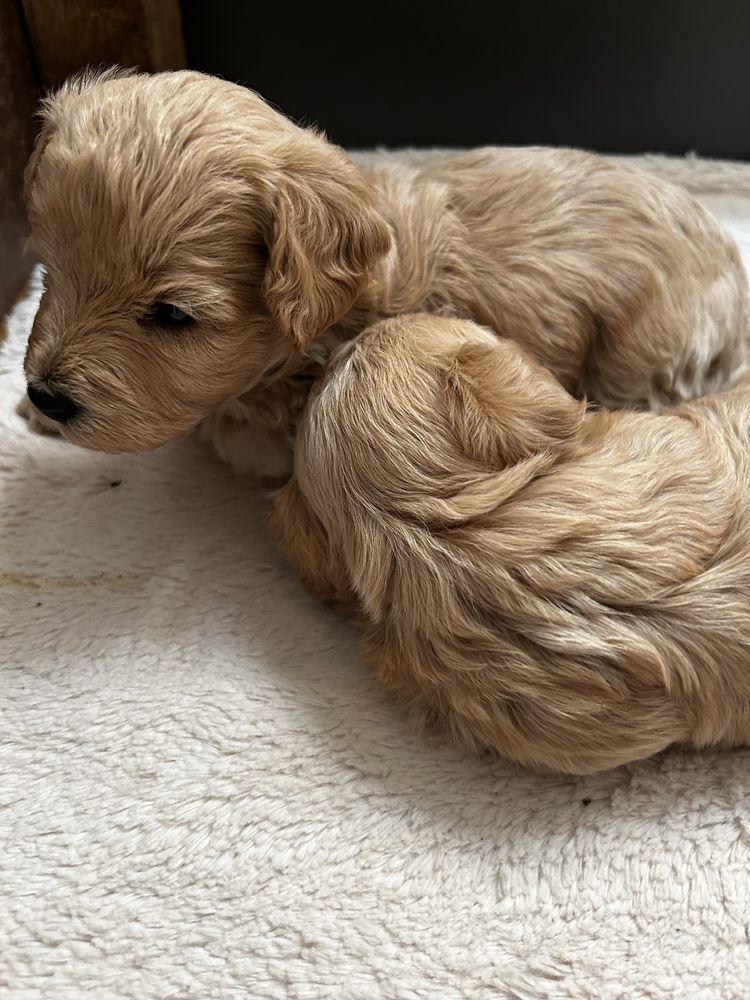 Maltipoo uroczy piesek do rezerwacji