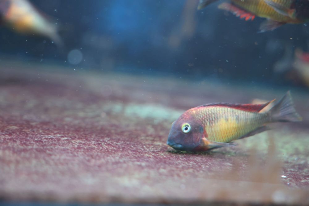 So 25 disponíveis Ciclideos africanos Tropheus kasanga (red rainbow)