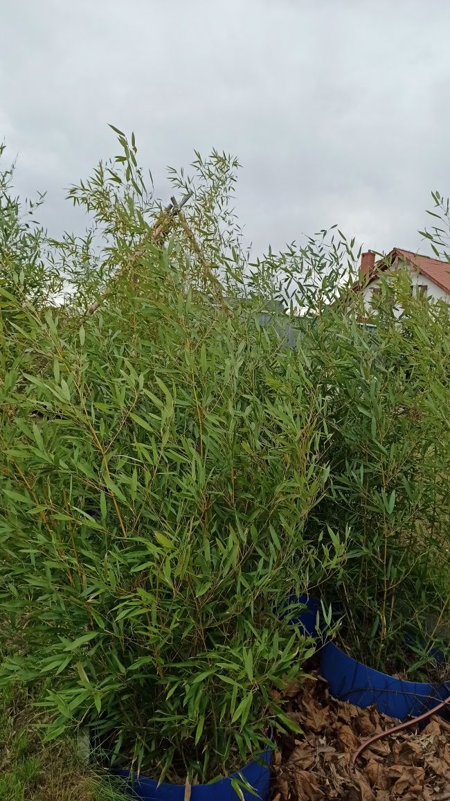 Bambus Phyllostachys Bisetti, Phyllostachys Aureosulcata f. Aureocauli