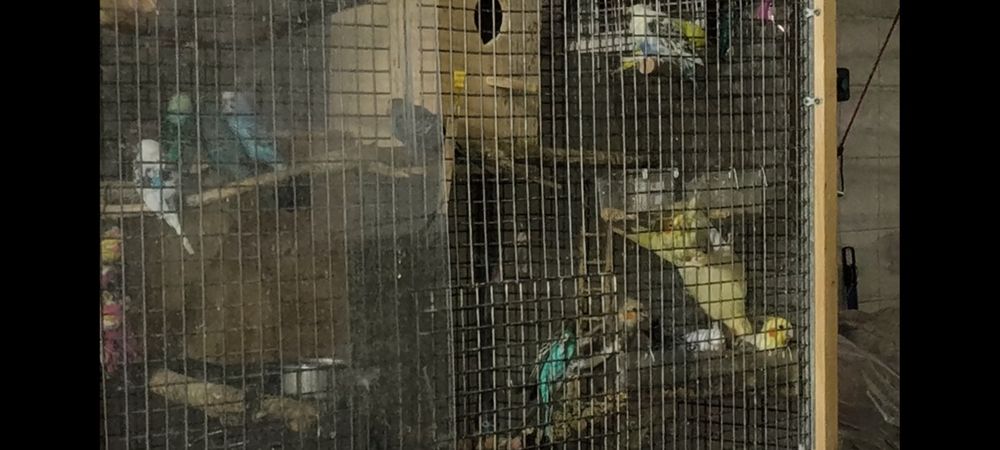 Vendo Gaiola / Viveiro Forte para Pássaros Grandes