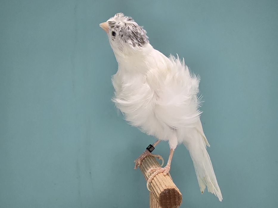 Kanarek fiorino bialy korona 2025 samiec