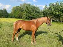 Klacz kuc walijski B 3-letnia Ginger