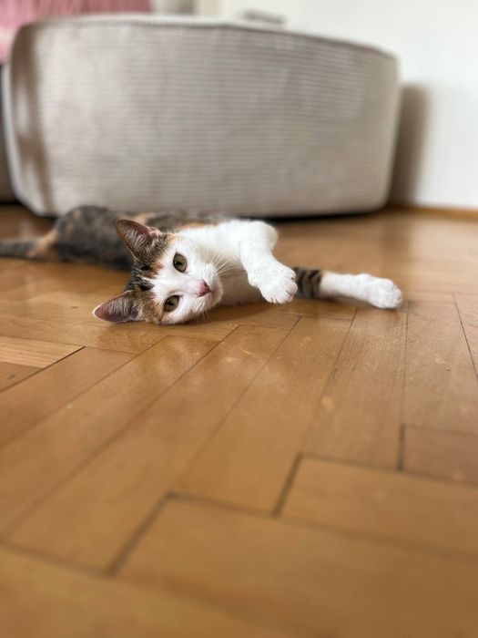 Kotka z bajki - Kania