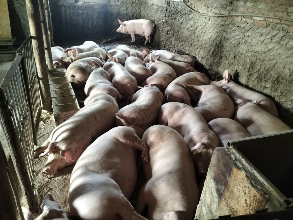 Продам свиней м'ясних порід!!!