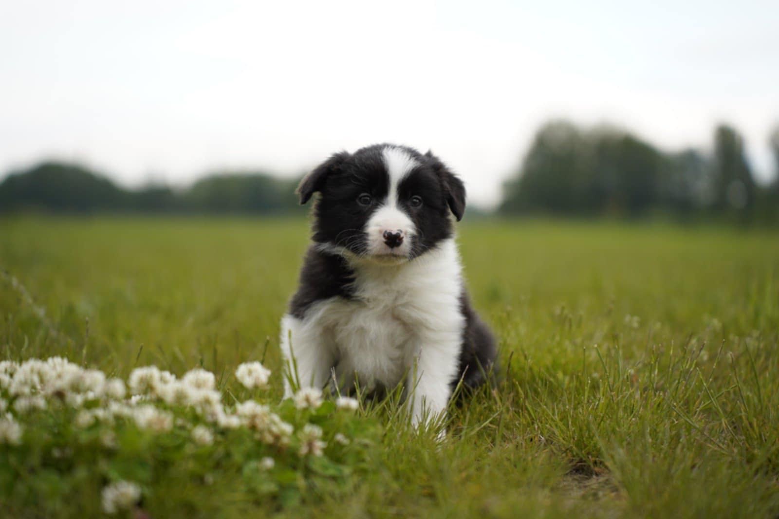 Szczenię Border Collie