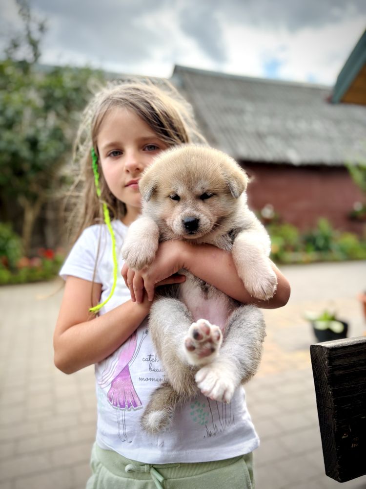 Akita japońska szczenięta