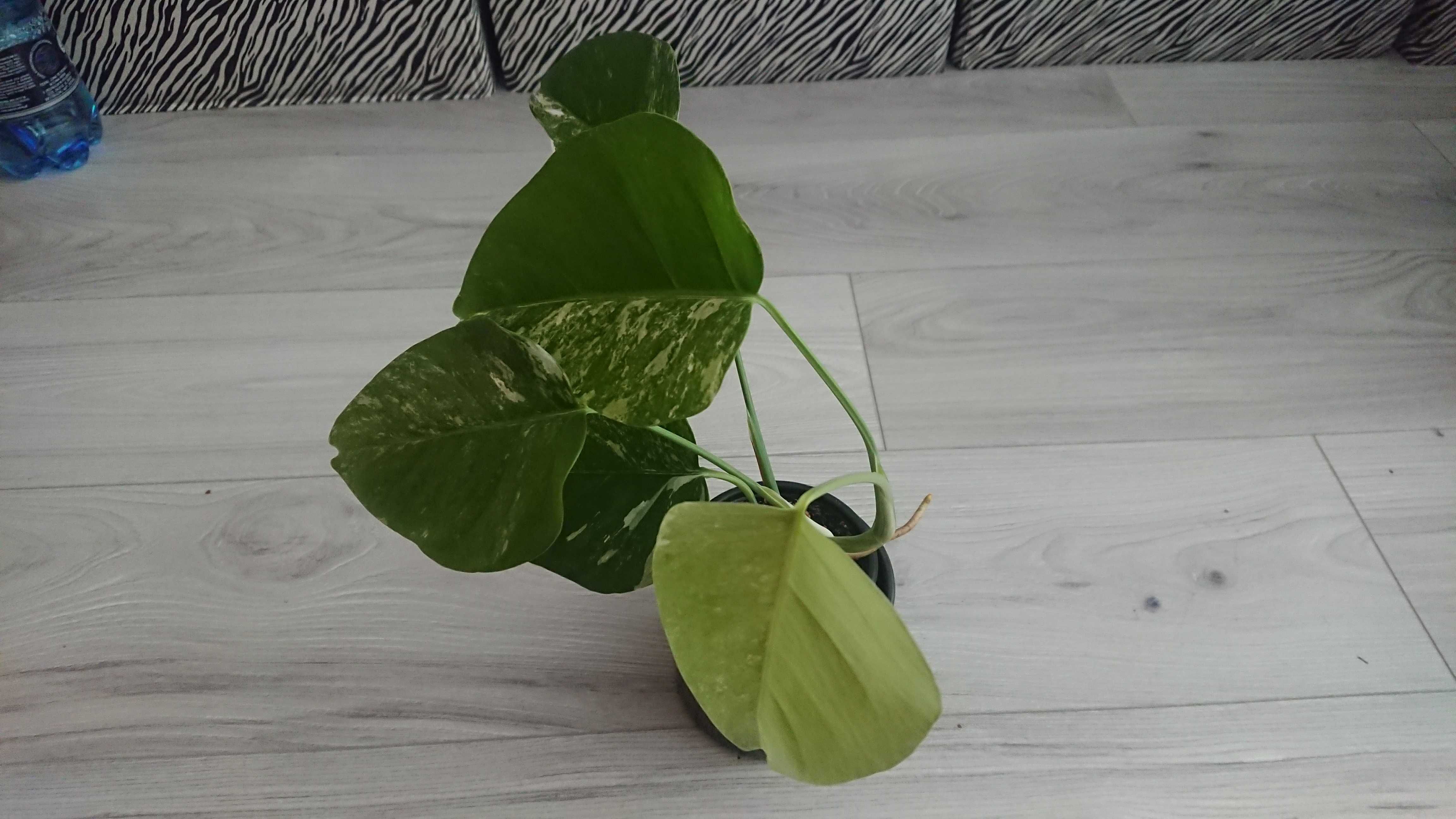 kolekcjonerska roślina monstera variegata sadzonka