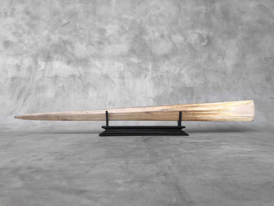 lança de espadarte(Xiphias Gladius ) .(95 cm x 10 x 5cm)