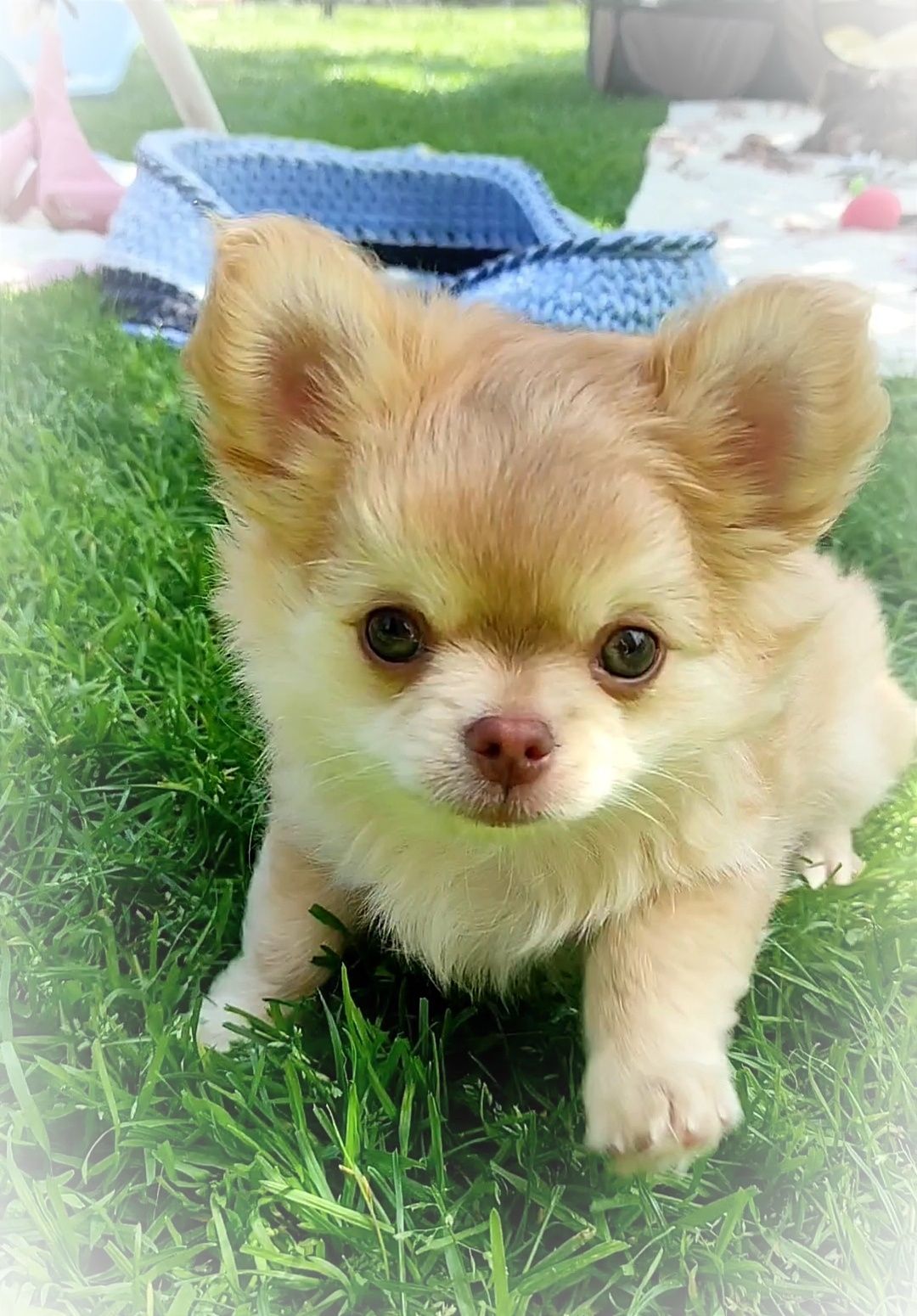 Chihuahua długowłosy śliczny piesek FCI