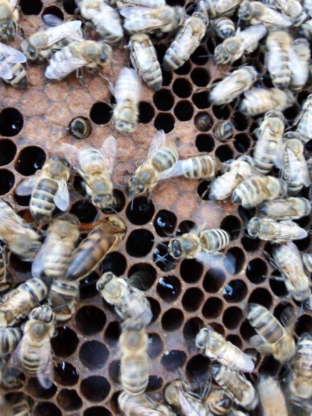 Продам Пчелопакеты Карника Бджолопакети