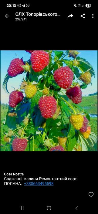 Саджанці Абрикоса