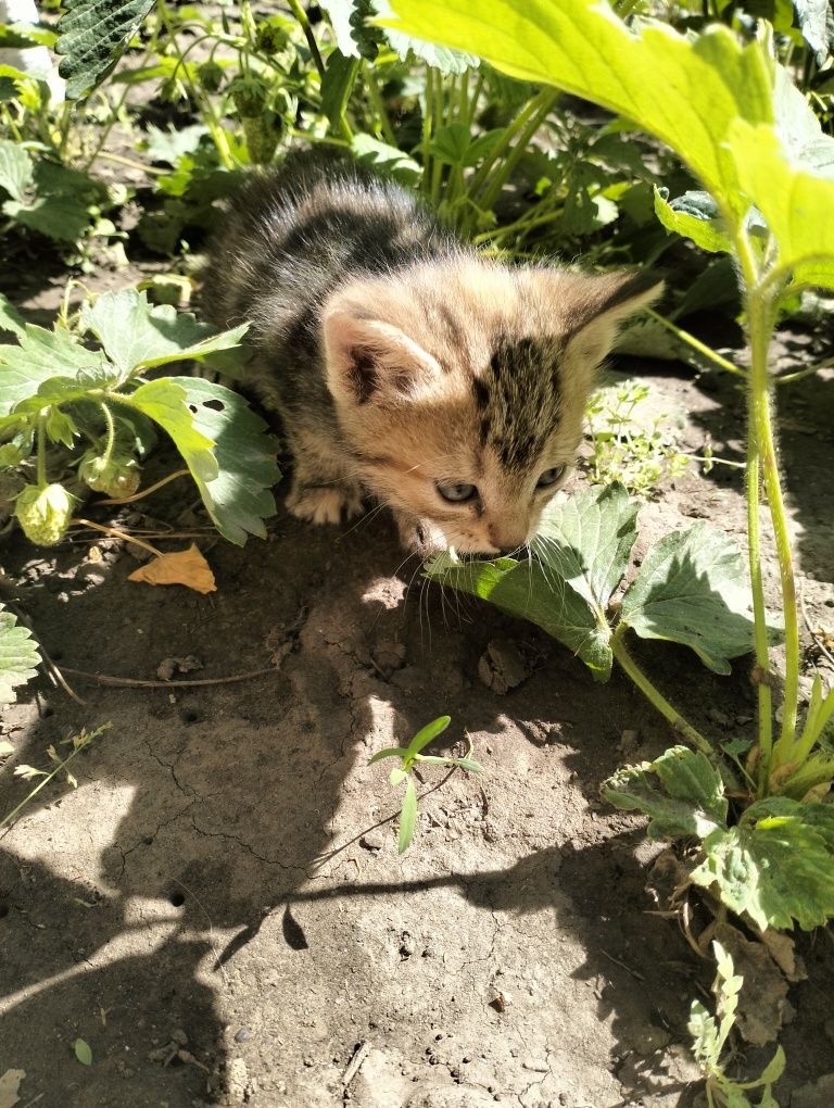 Котята от карликовой домашней кошки трехцветная девочка