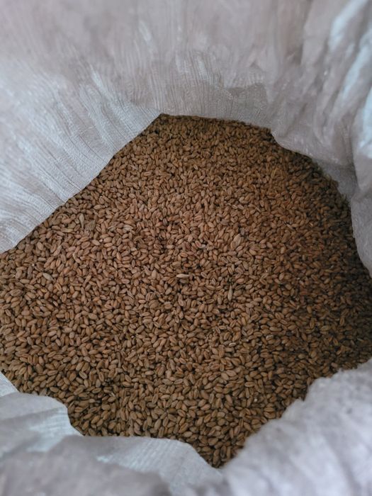 Продам пшеницю...