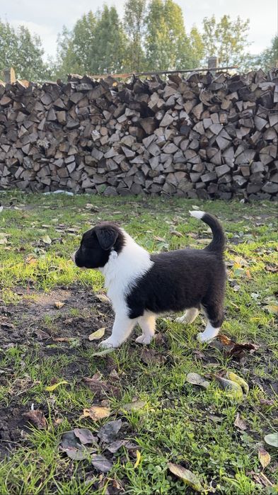 Szczeniak Border Collie piesek biało czarny
