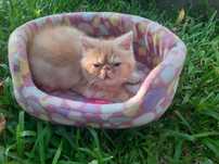 Gato persa red tabby
