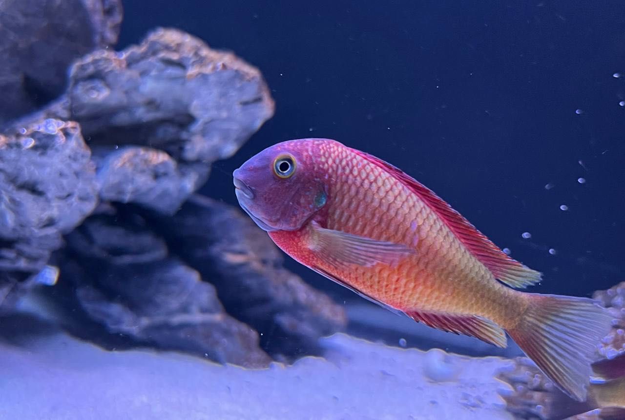 Tropheus Ilangis f1, ciclideos africanos, lago tanganyika