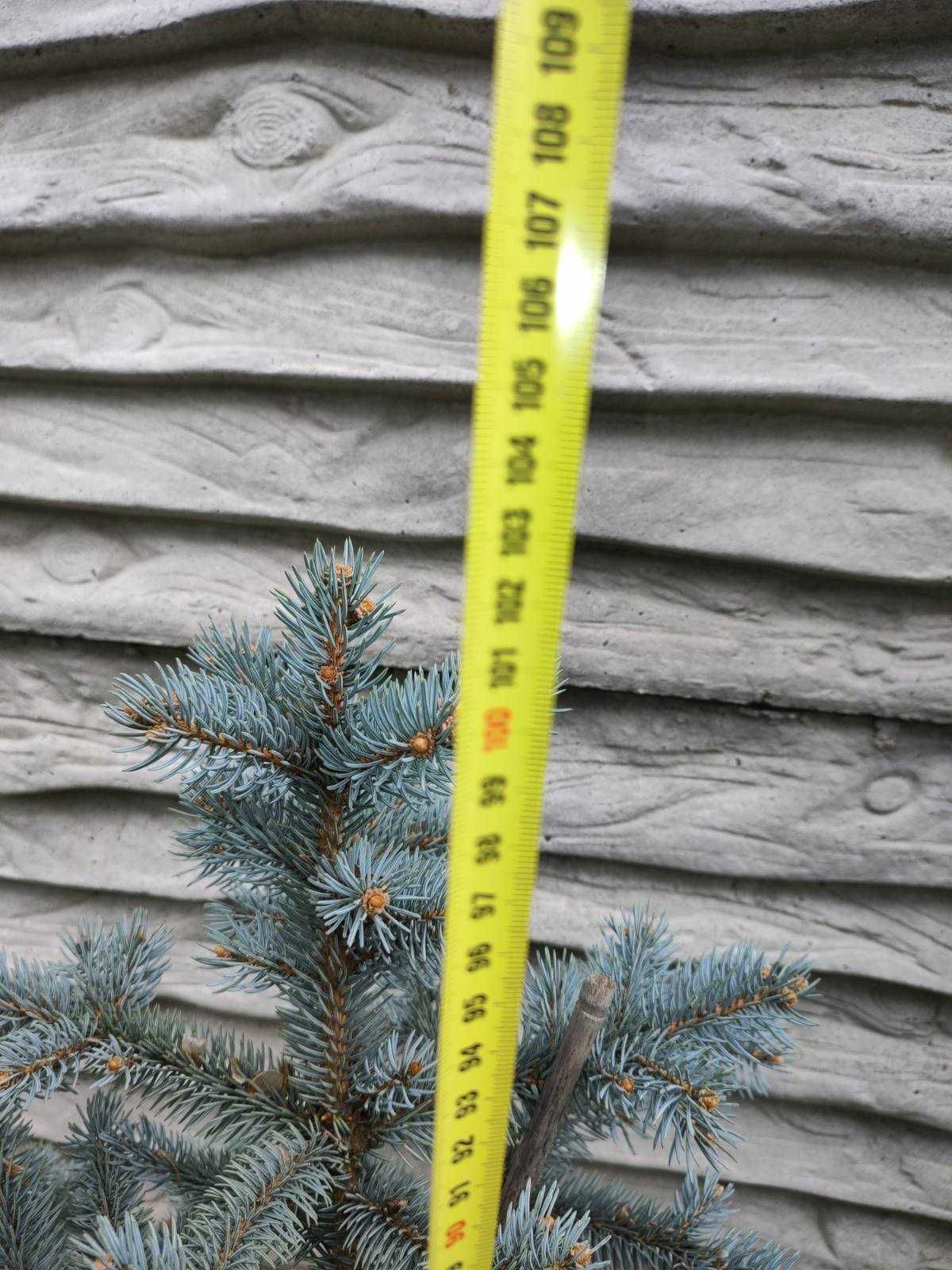 Picea pungens "Bialobok" (Ялина колюча Белобок) 103 см в горшке