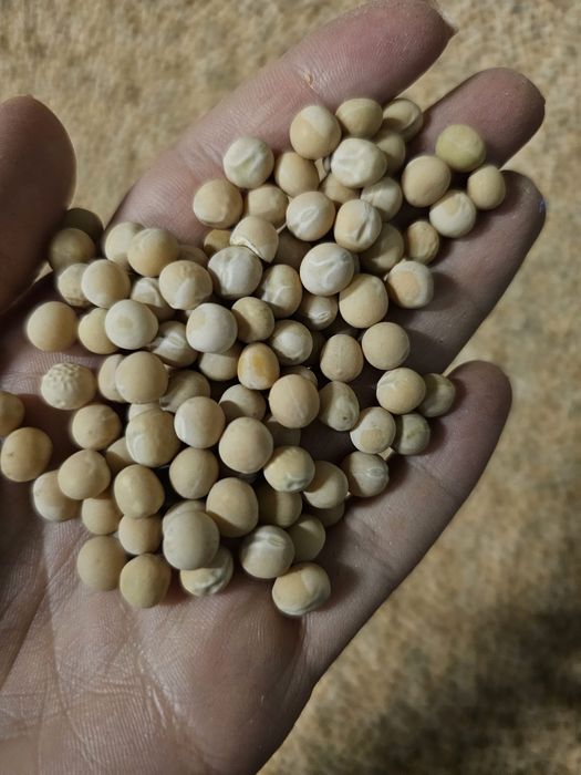 Groch siewny zbiory 2025