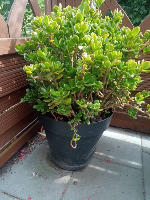 Drzewko szczęścia grubosz.