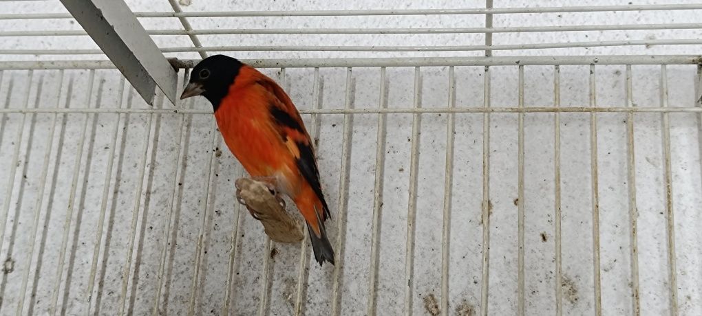Cardinalitos Mutação