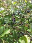 Aronia z ogródka