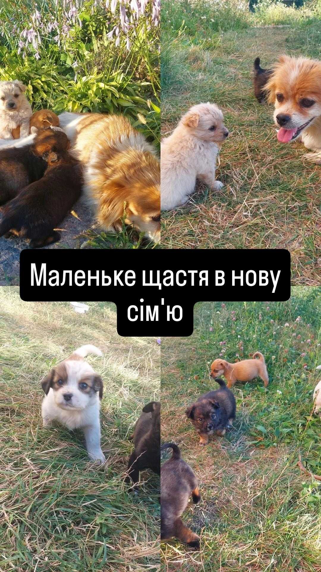 Собачки в добрі руки