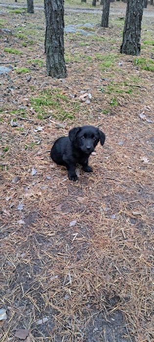 Малеча шукає сім'ю