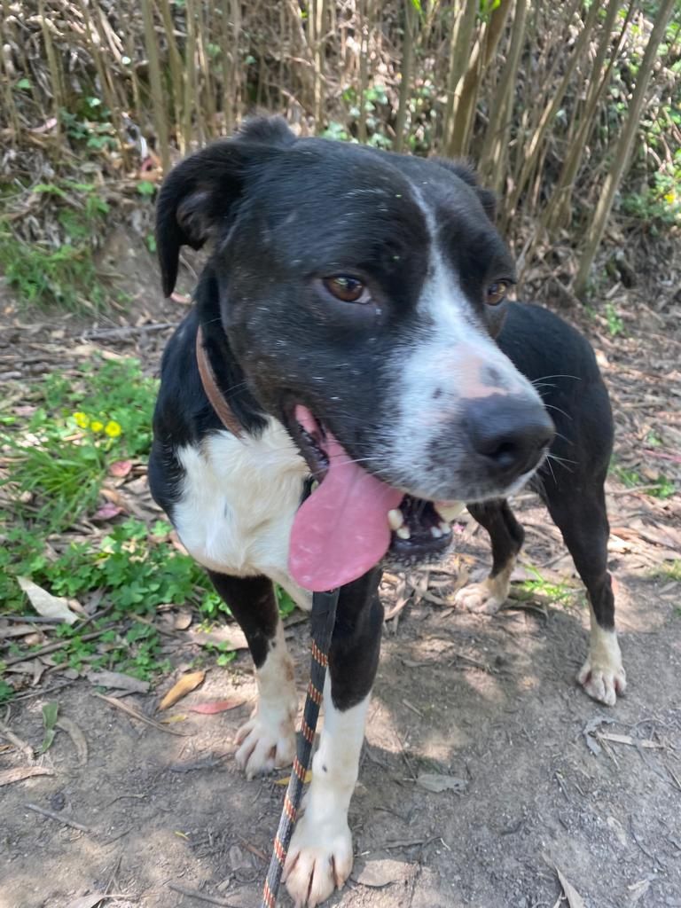 Cão macho para adopção