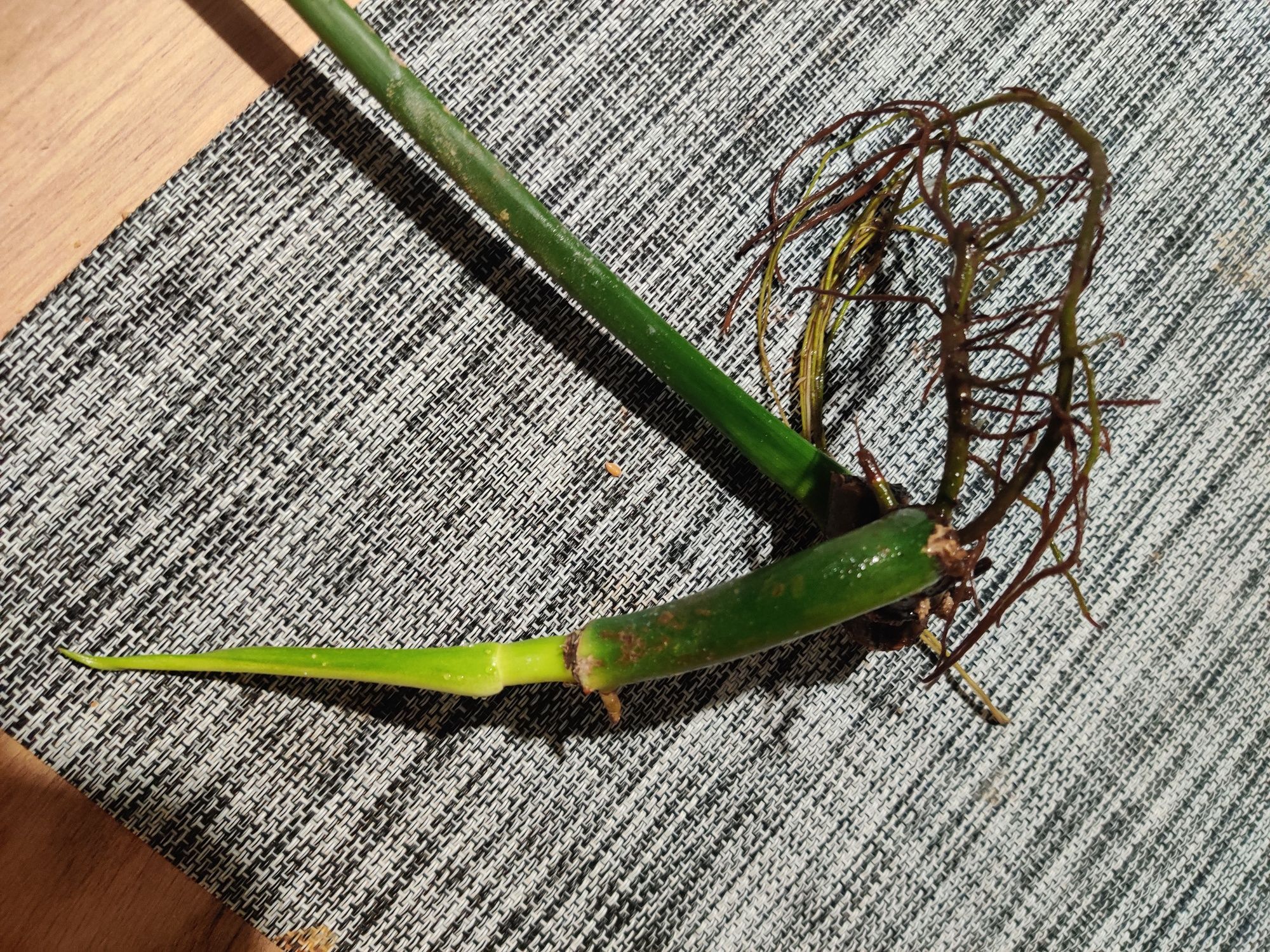 Philodendron green dragon